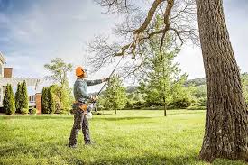 How Our Tree Care Process Works  in  Yardley, PA