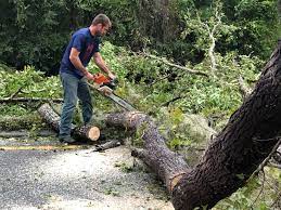 Best Tree Removal  in Yardley, PA