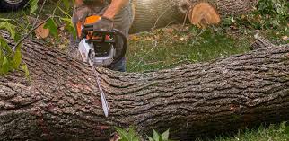 Best Tree Mulching  in Yardley, PA