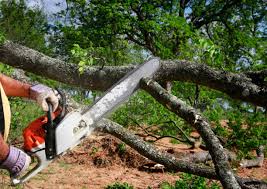 Best Tree Trimming and Pruning  in Yardley, PA