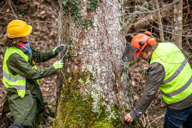 Best Tree and Shrub Care  in Yardley, PA