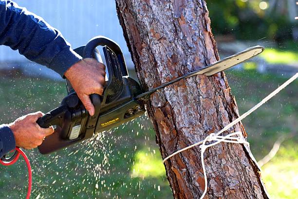 Best Tree Maintenance Programs  in Yardley, PA