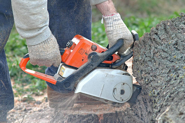 Best Lot and Land Clearing  in Yardley, PA