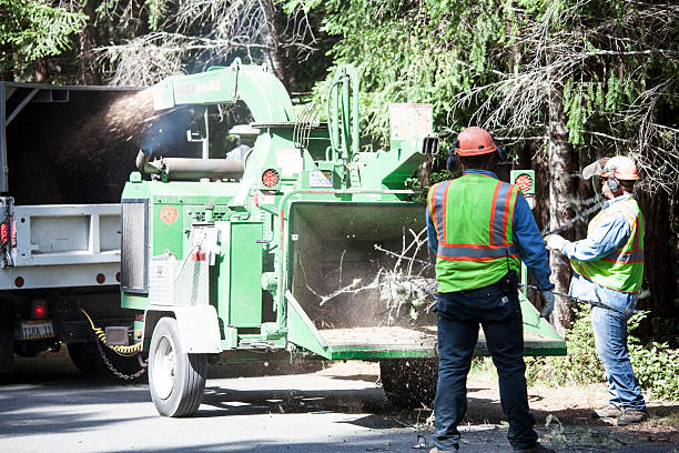 Yardley, PA Tree Removal Services Company