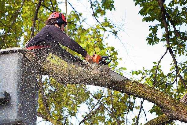 Leaf Removal in Yardley, PA