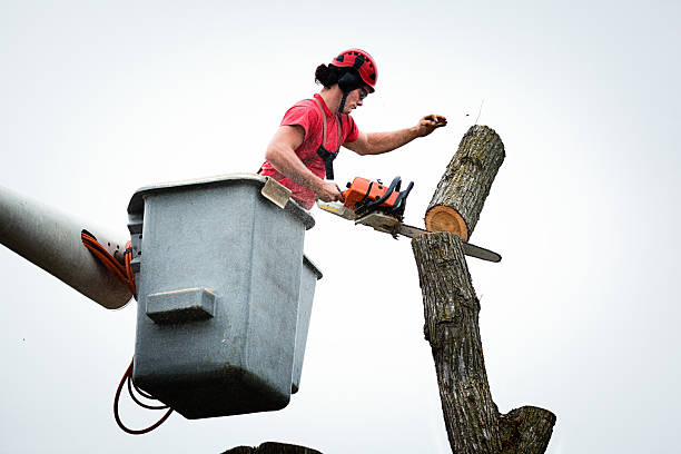 Best Palm Tree Trimming  in Yardley, PA